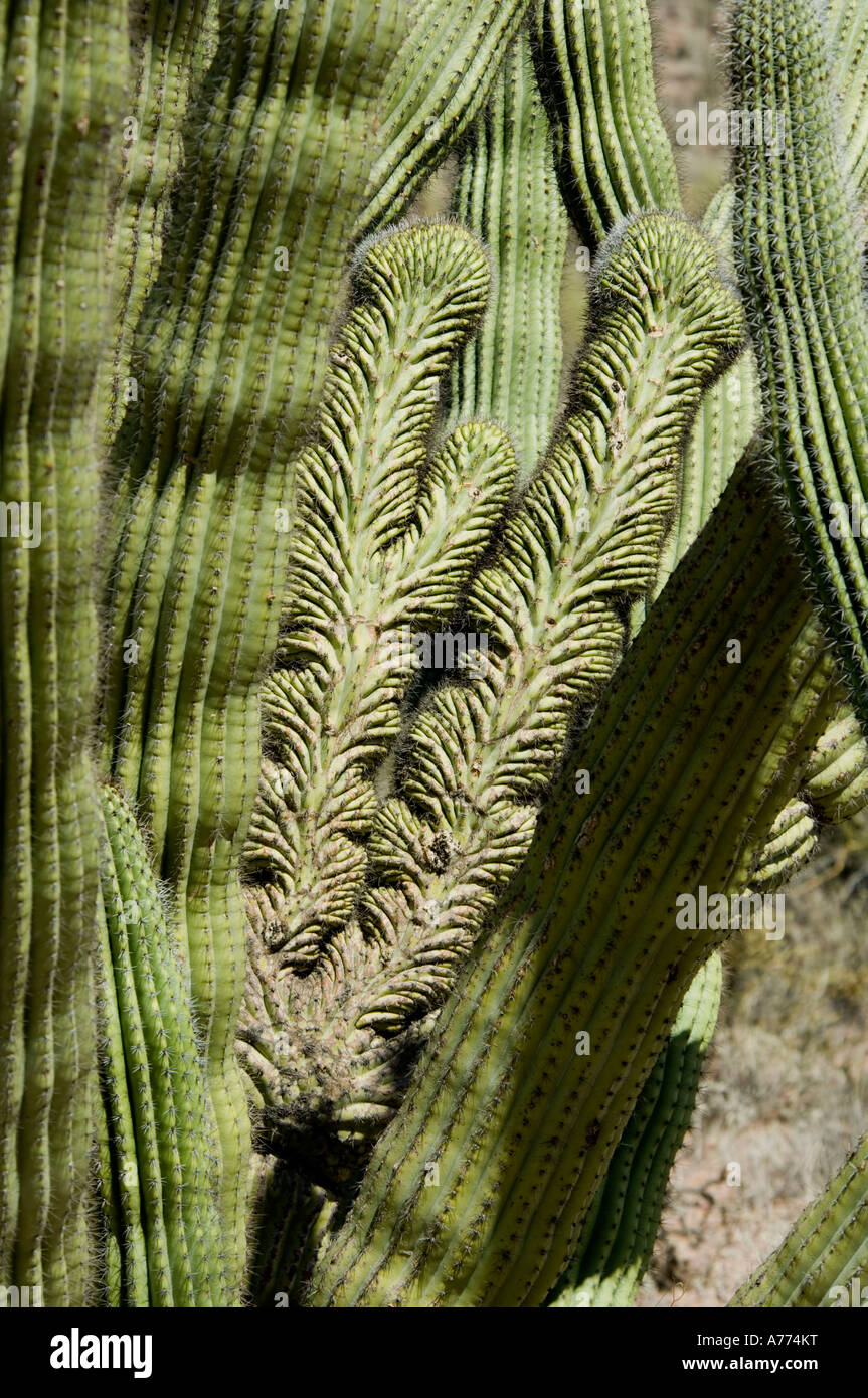 Saguaro cacti chrystate  Carnegiea gigantea Organ Pipe Cactus National Monument - Arizona - USA Stock Photo