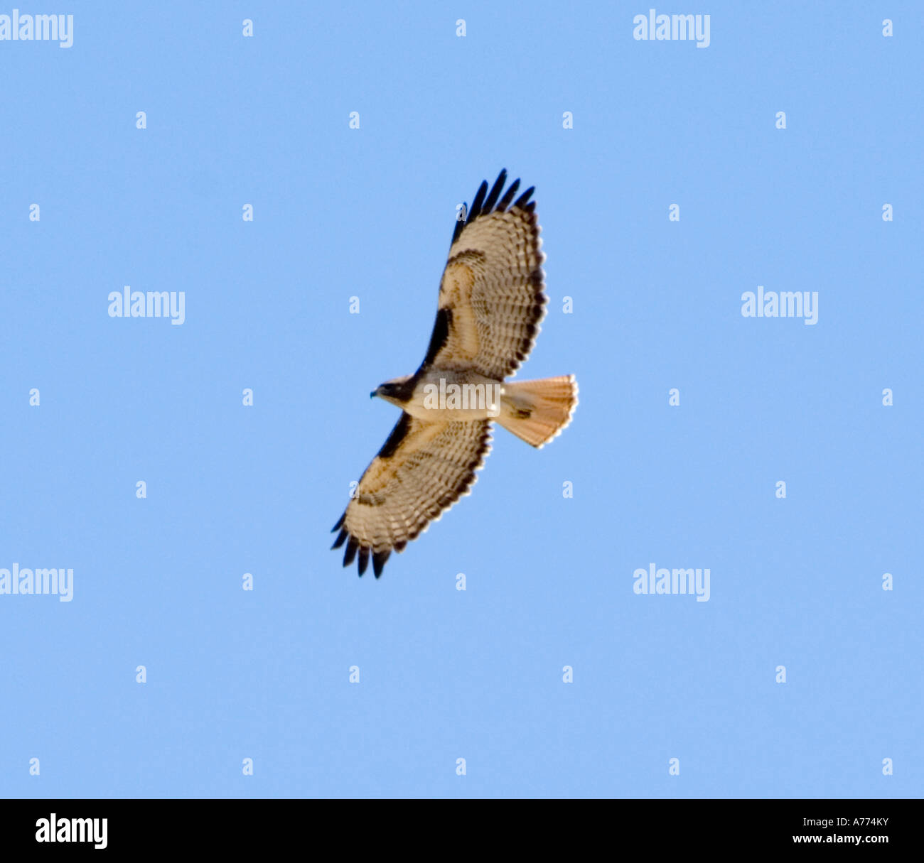 Red-tailed hawk in flight Buteo jamaicensis Arizona - USA Stock Photo ...