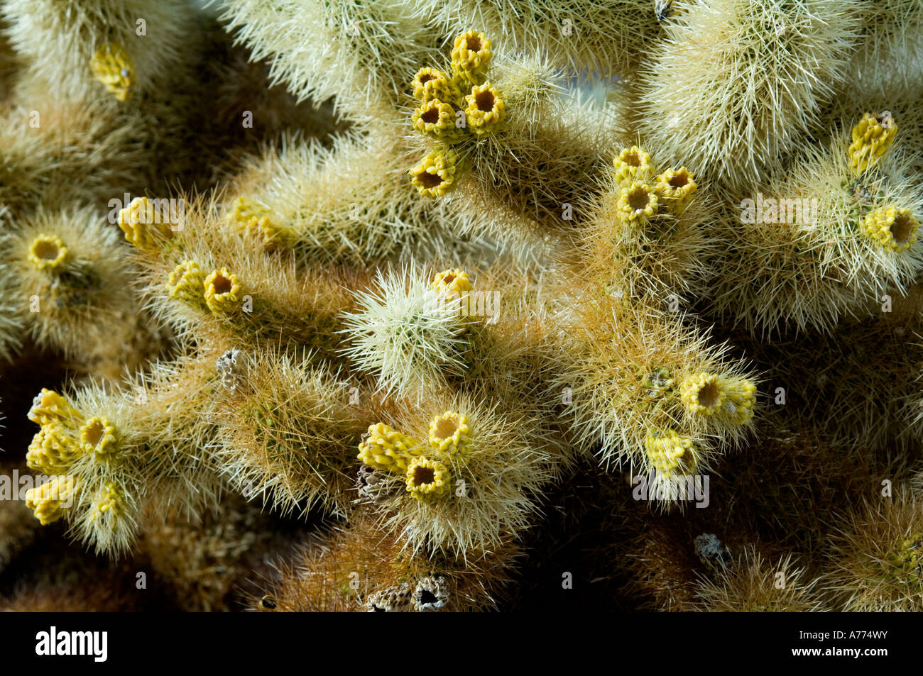 Cholla cactus Opuntia bigelovii Joshua Tree National Park - California - USA Stock Photo