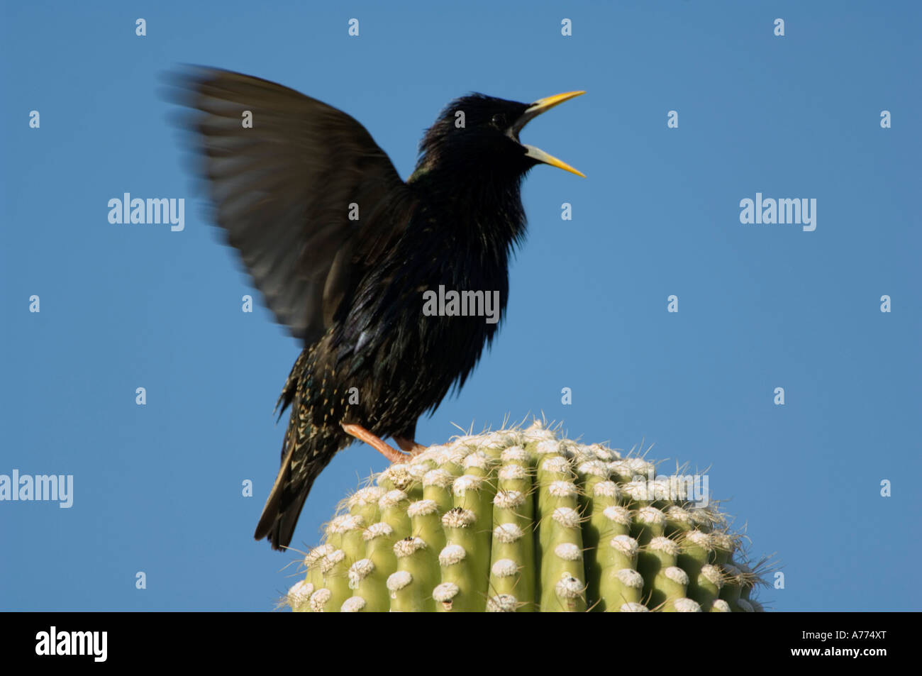 Young European Starling calling to be fed Sturnus vulgaris Arizona - USA Stock Photo