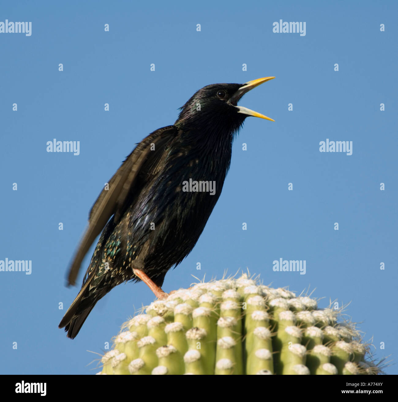 Young European Starling calling to be fed Sturnus vulgaris Arizona - USA Stock Photo