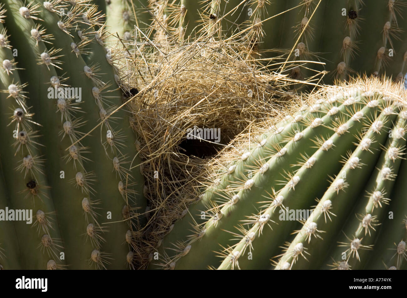 Cactus wren nest on saguaro cacti  Carnegiea gigantea Arizona USA Stock Photo