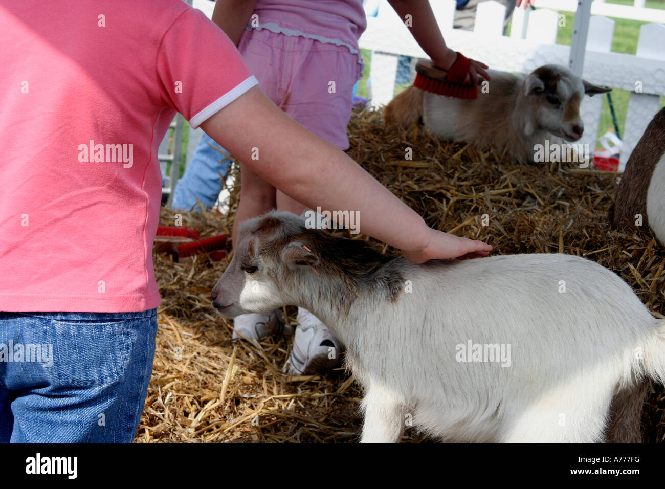 baby kid goats being stroked at the animal farm held at the rhs autumn