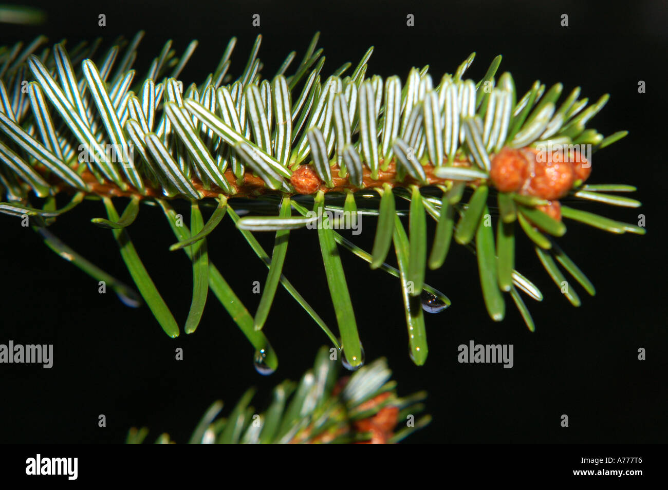 pine needles with droplets of rain number 2325 Stock Photo
