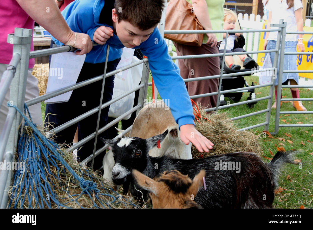 baby kid goats being stroked at the animal farm held at the rhs autumn