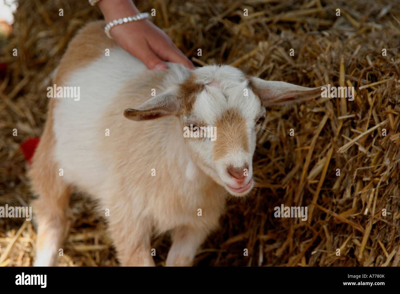 baby kid goats being stroked at the animal farm held at the rhs autumn