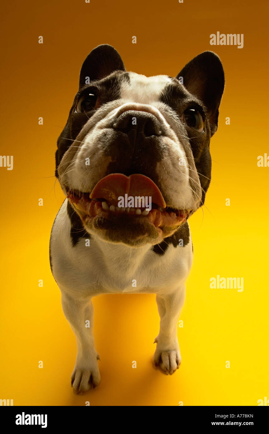 French Bulldog on yellow background Stock Photo