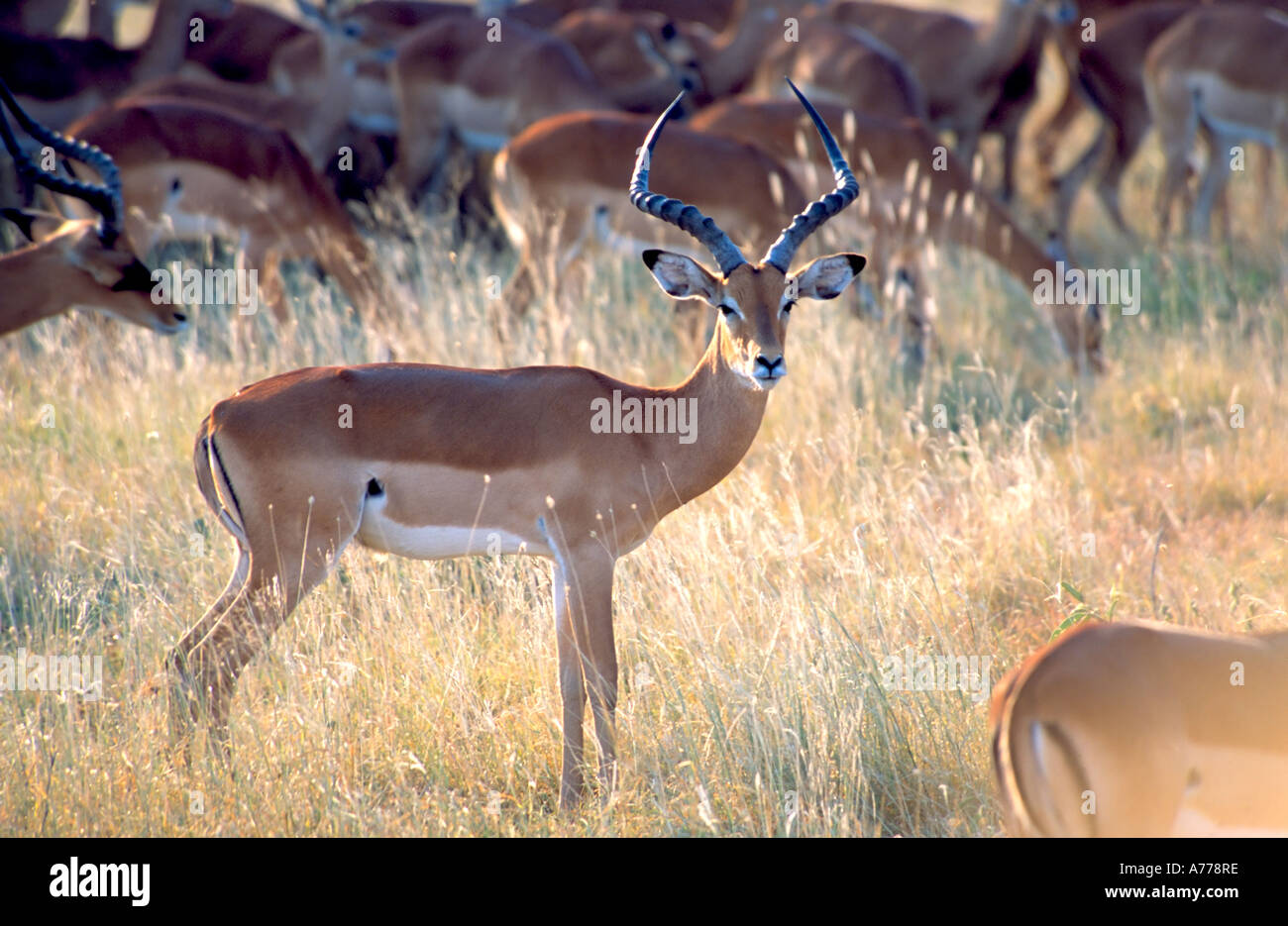 A male Impala (Aepyceros melampus) looking out for danger while the rest of the herd are grazing in the Etosha National Park. Stock Photo