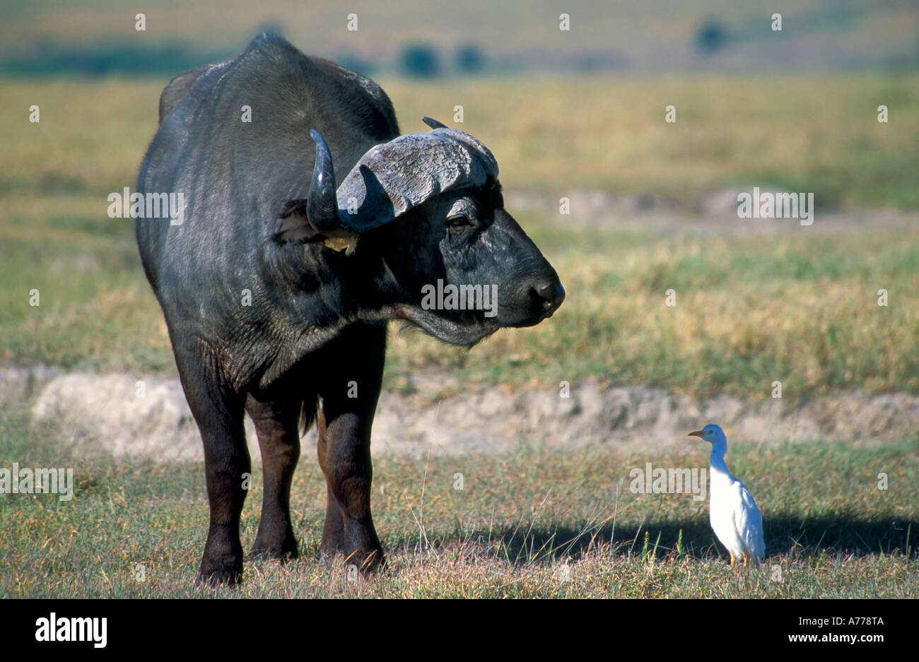 A large Buffalo (Syncerus caffer) and a cattle Egret (Bubulcus ibis) face to face. Stock Photo