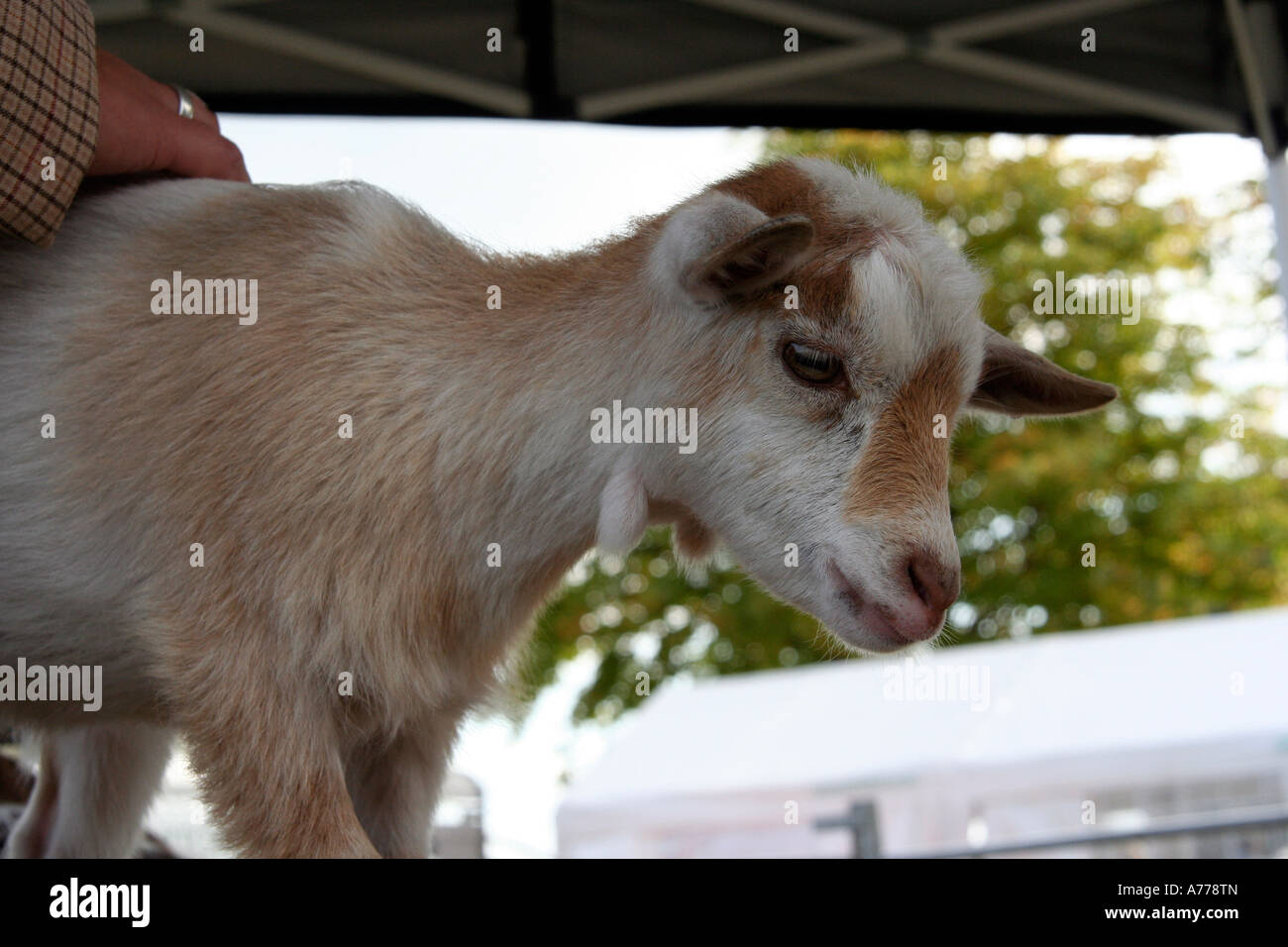 baby kid goats at the animal farm held at the rhs autumn flower show in Malvern Worcestershire uk 06 Stock Photo