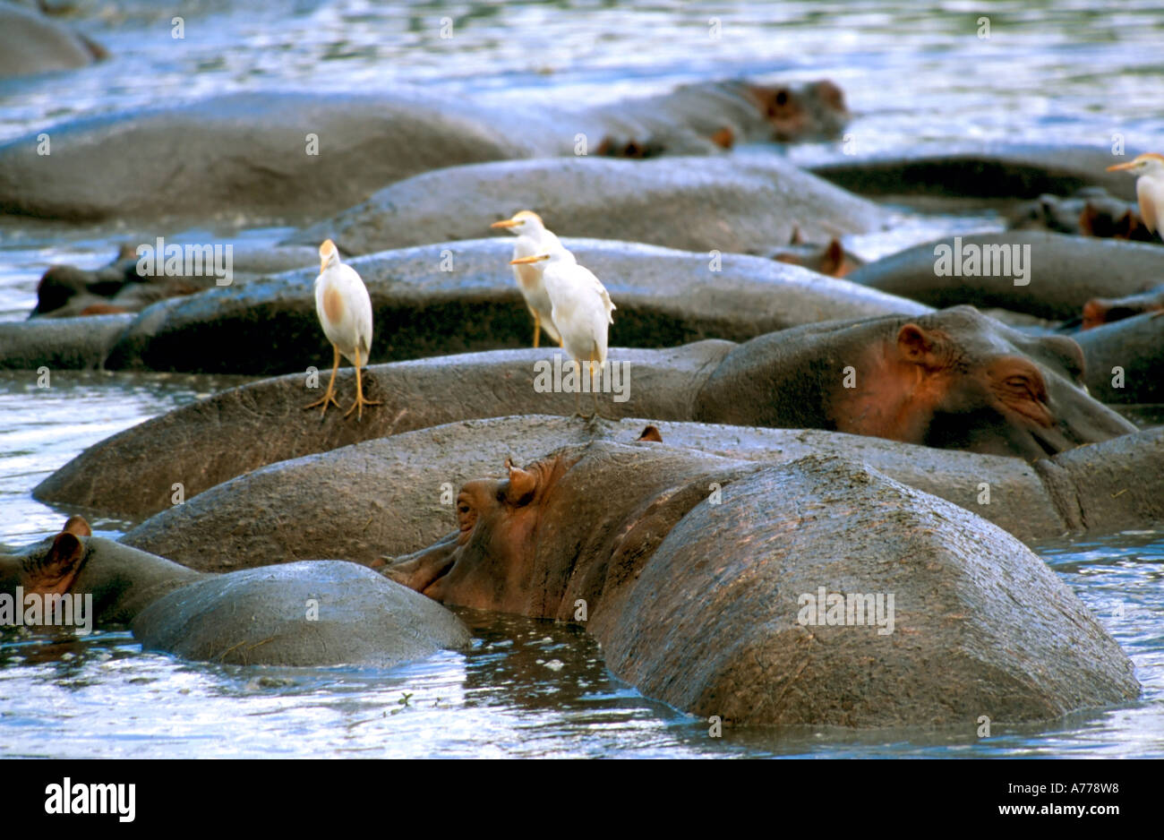 Hippopotami semi submerged in a water hole with cattle egrets perched on their backs at a water hole. Stock Photo