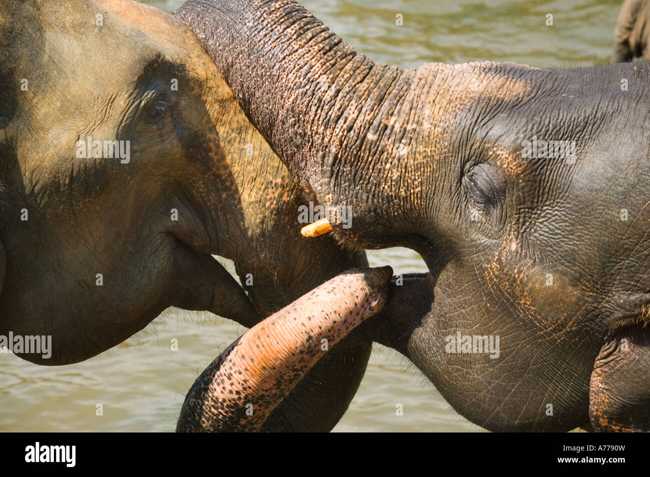 Elephants in the Pinnewala Elephant Orphanage, Sri Lanka. Stock Photo