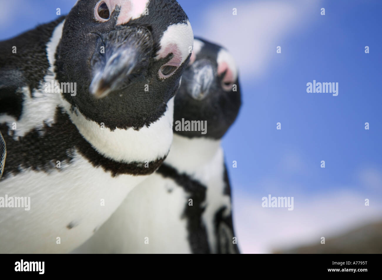 A pair of Jackass penguins on Boulders Beach just south of Simon's Town, South Africa. Stock Photo