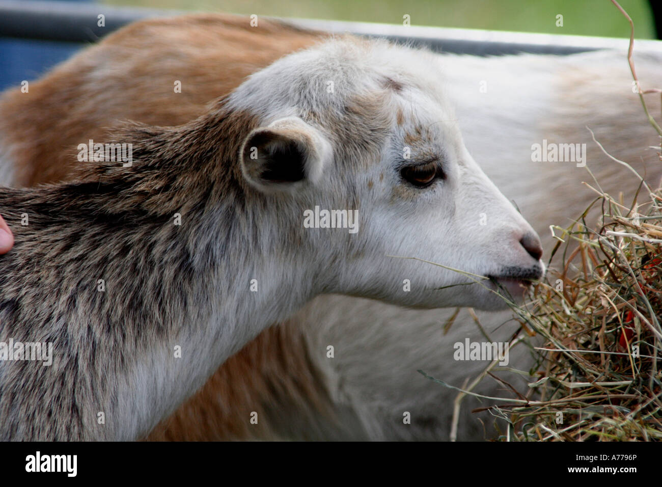baby kid goats eating hay at the animal farm held at the rhs autumn