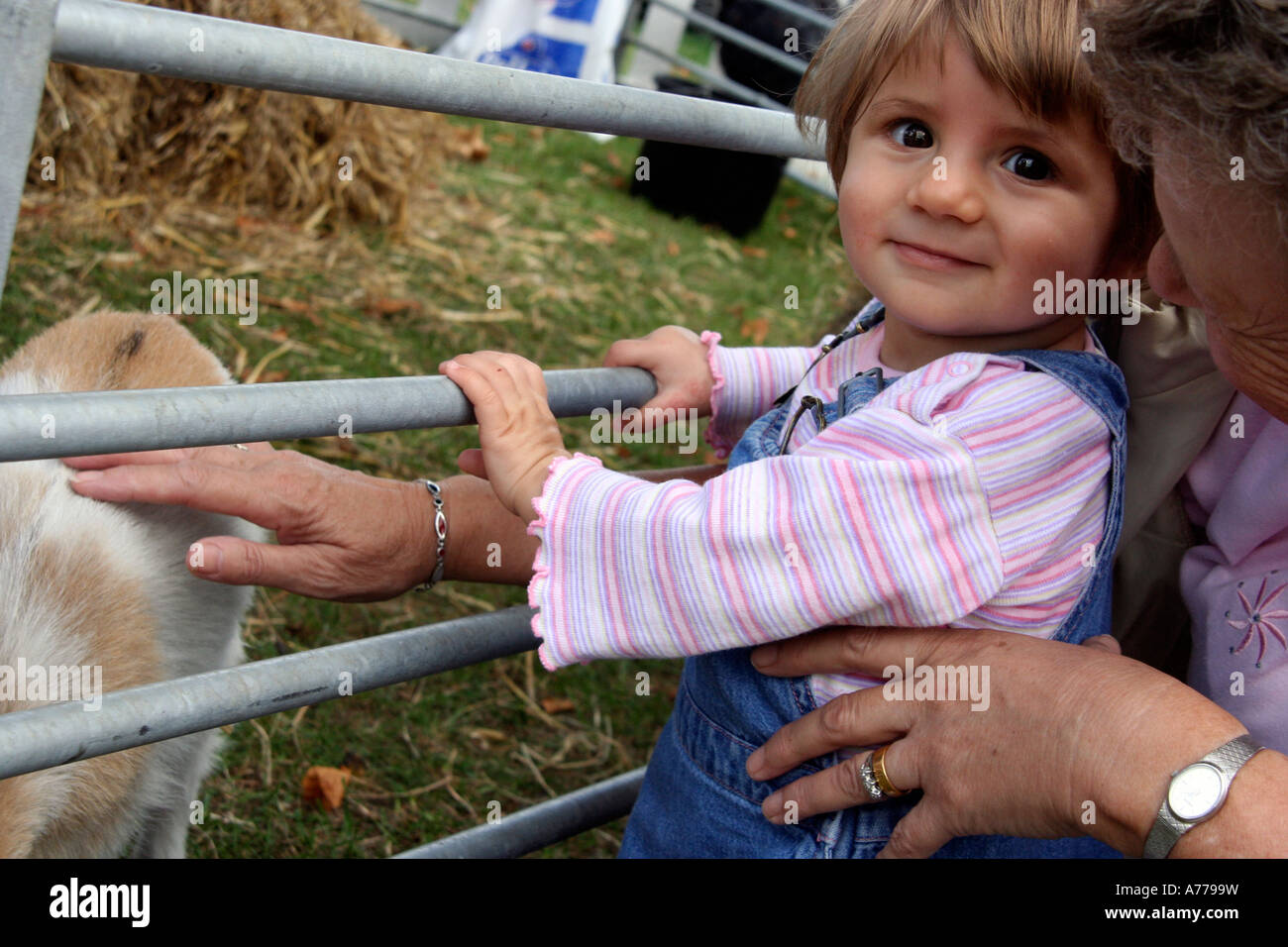 Touch feed baby farm animals typical to english farmyards animal hi-res  stock photography and images - Alamy