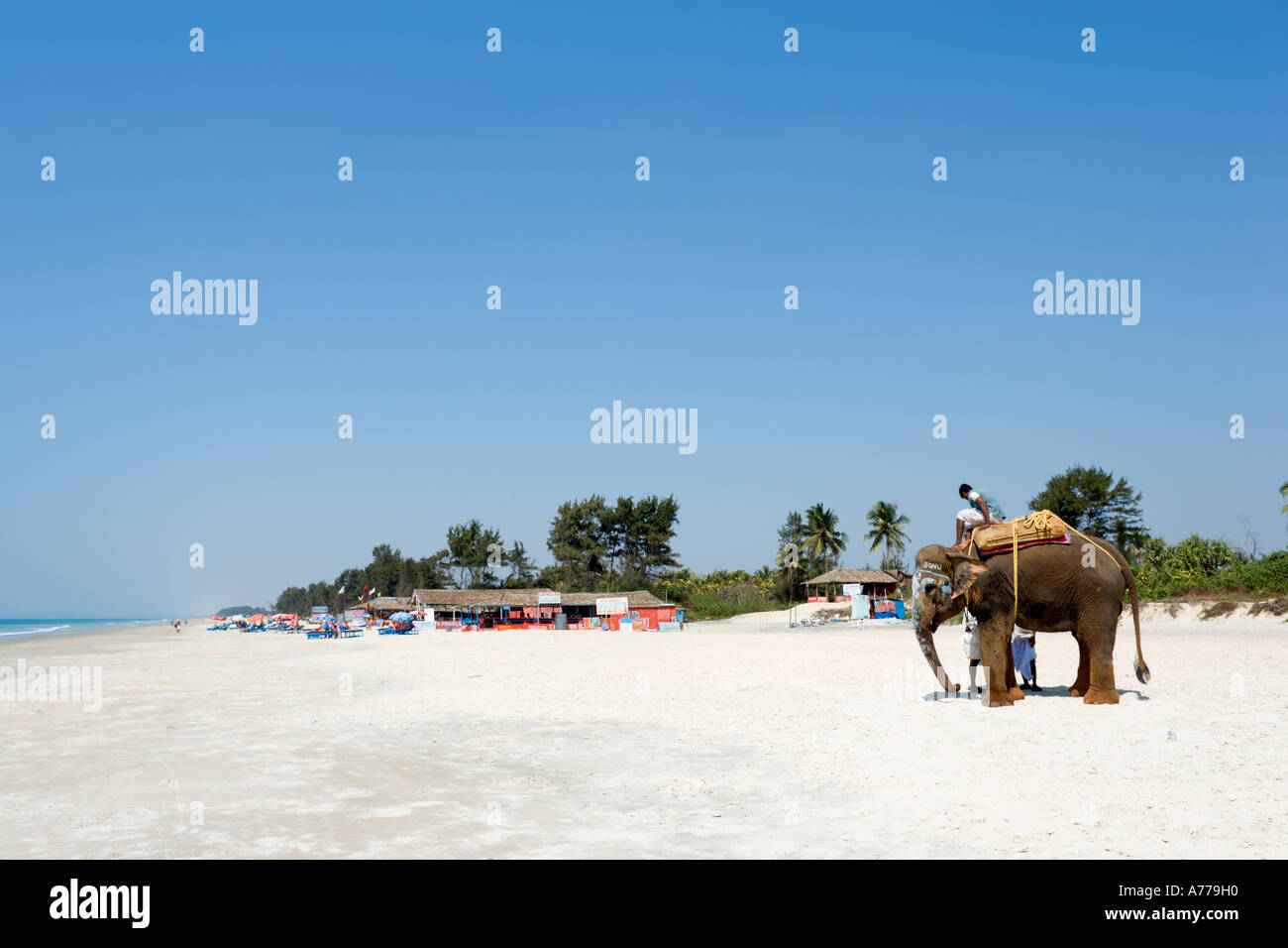 Elephant on Varca Beach, South Goa, Goa, India Stock Photo