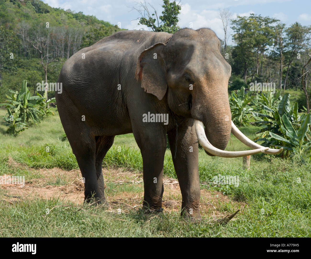 Asian Elephant in Khao Lak, Phang Nga Province, Thailand Stock Photo