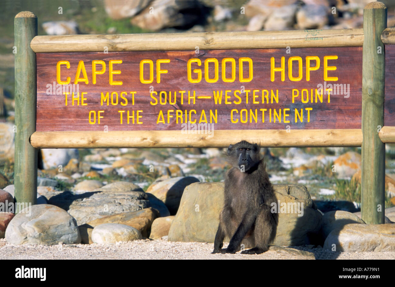 An olive baboon (Papio anubis) sitting by the Cape of Good Hope sign. Stock Photo