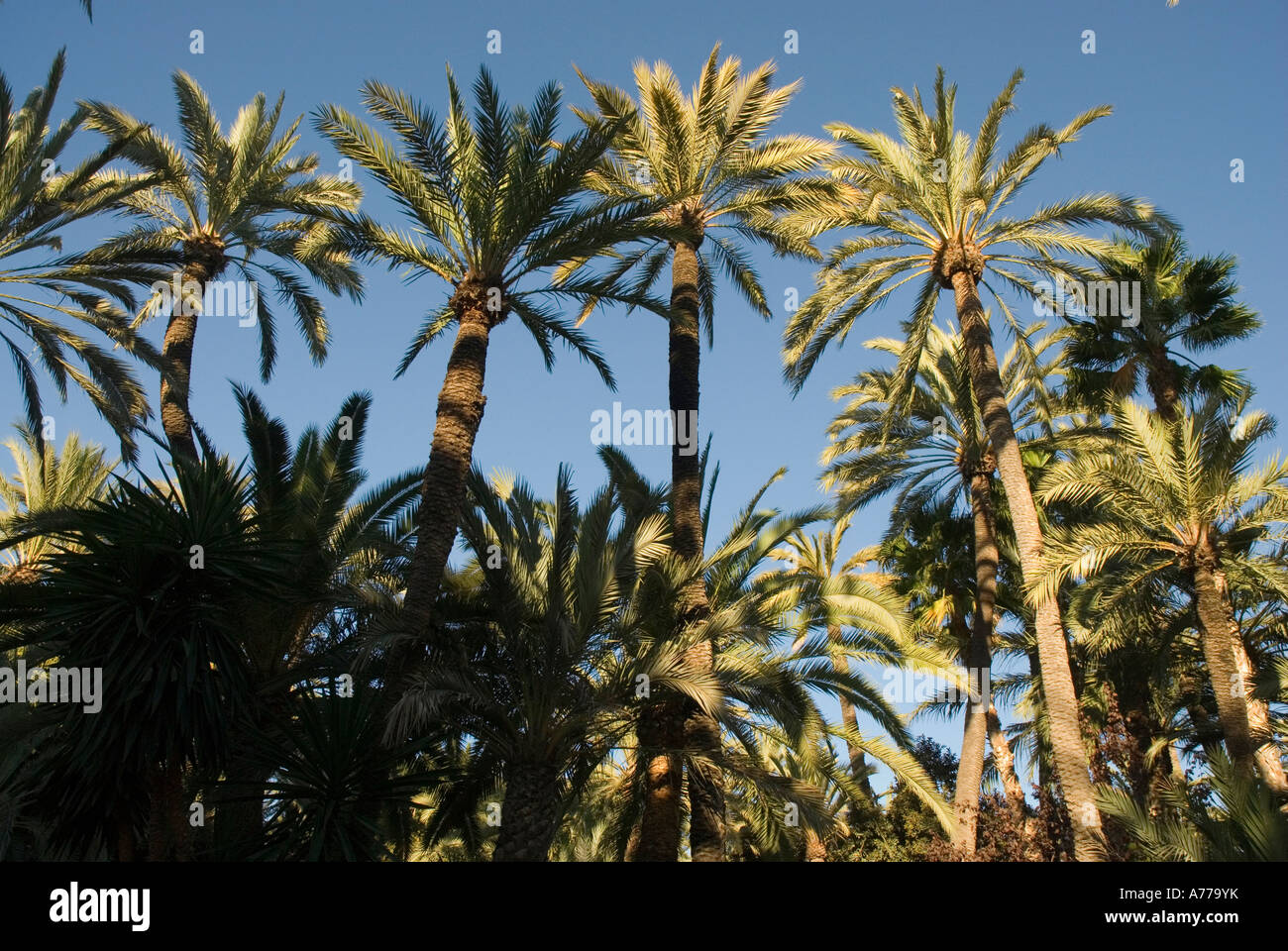 The Elx Palm Grove ELCHE Spain Stock Photo