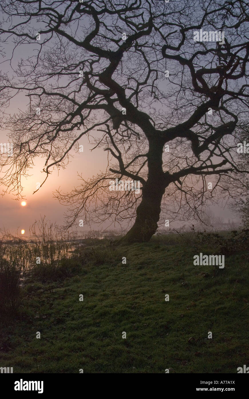 Morning Mist at Hollowell reservoir, Northamptonshire Stock Photo Alamy