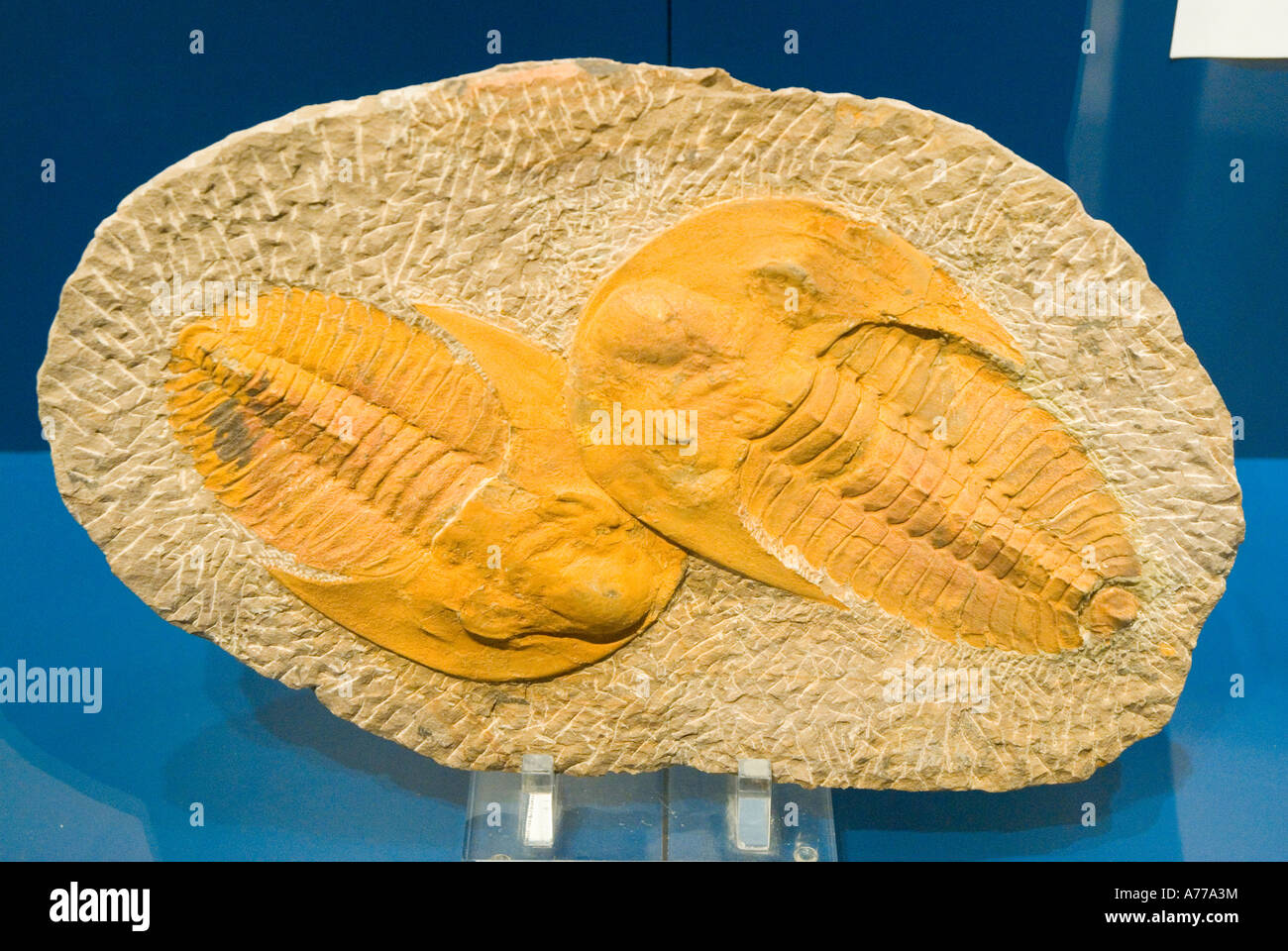 Trilobites Palaeontology Museum ELCHE Alicante province Valencia Autonomous Community Spain Stock Photo