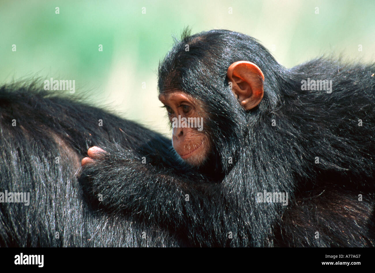An infant common chimpanzee having a piggy back ride on an adult's back. Stock Photo