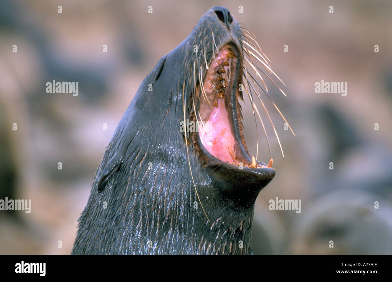 Close up of a Cape fur seal 'yawning' (Arctocephalus pusillus) at the Cape Cross seal colony. Stock Photo