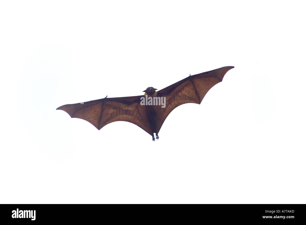 A Fruit bat in flight. Stock Photo