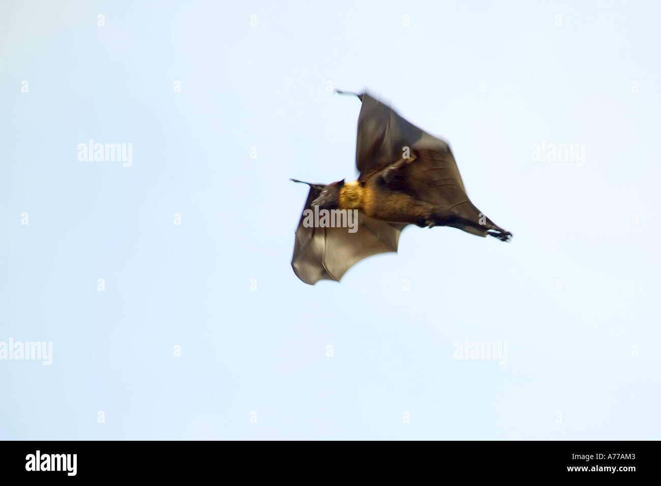 A Fruit bat in flight Stock Photo Alamy