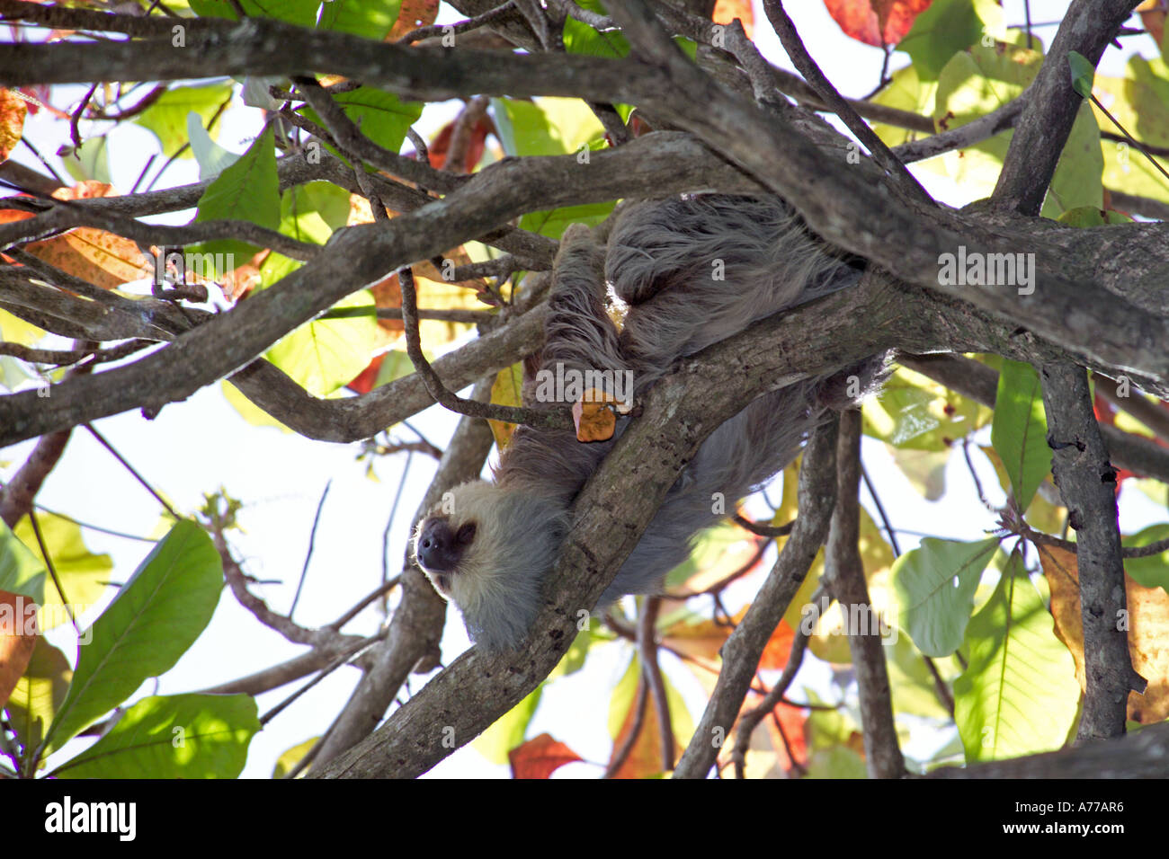 A brown throated three toed sloth (Bradypus variegatus) chilling out upside down in a tree. Stock Photo