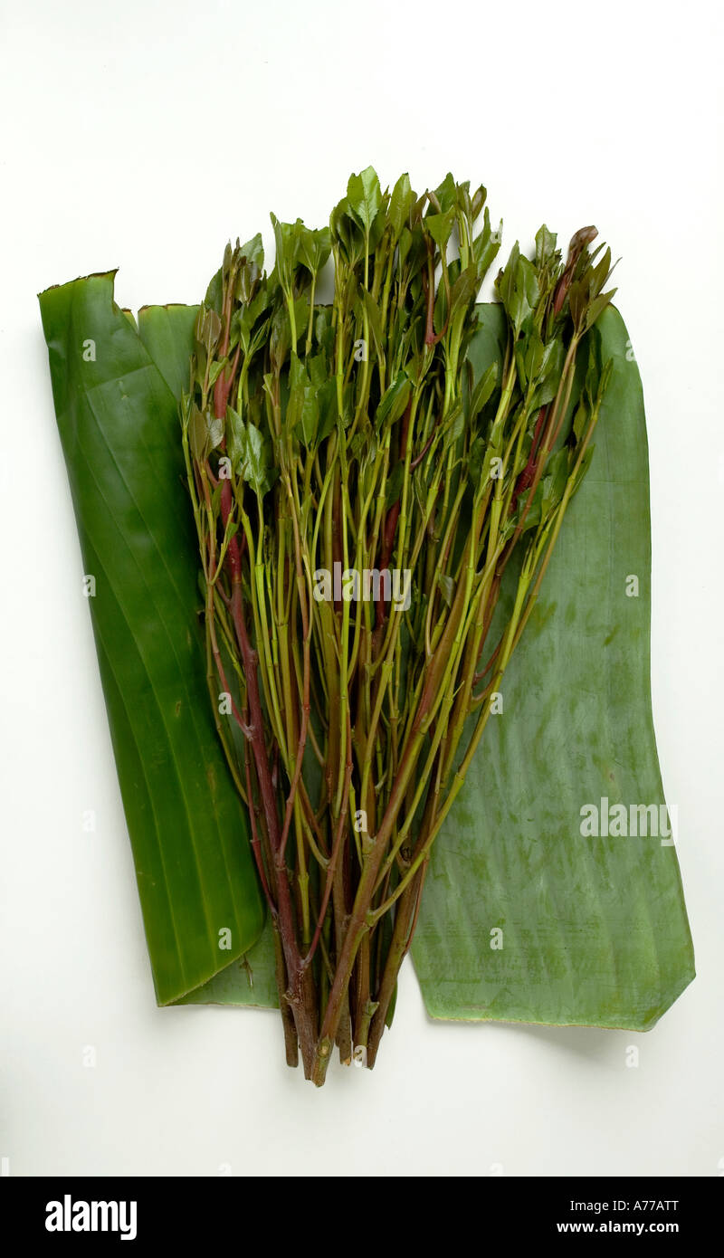 A bunch of Khat or Qat or Gat. Legally sold for £5 GBP or $10 US a bunch in the UK. It is illegal in many other countries Stock Photo
