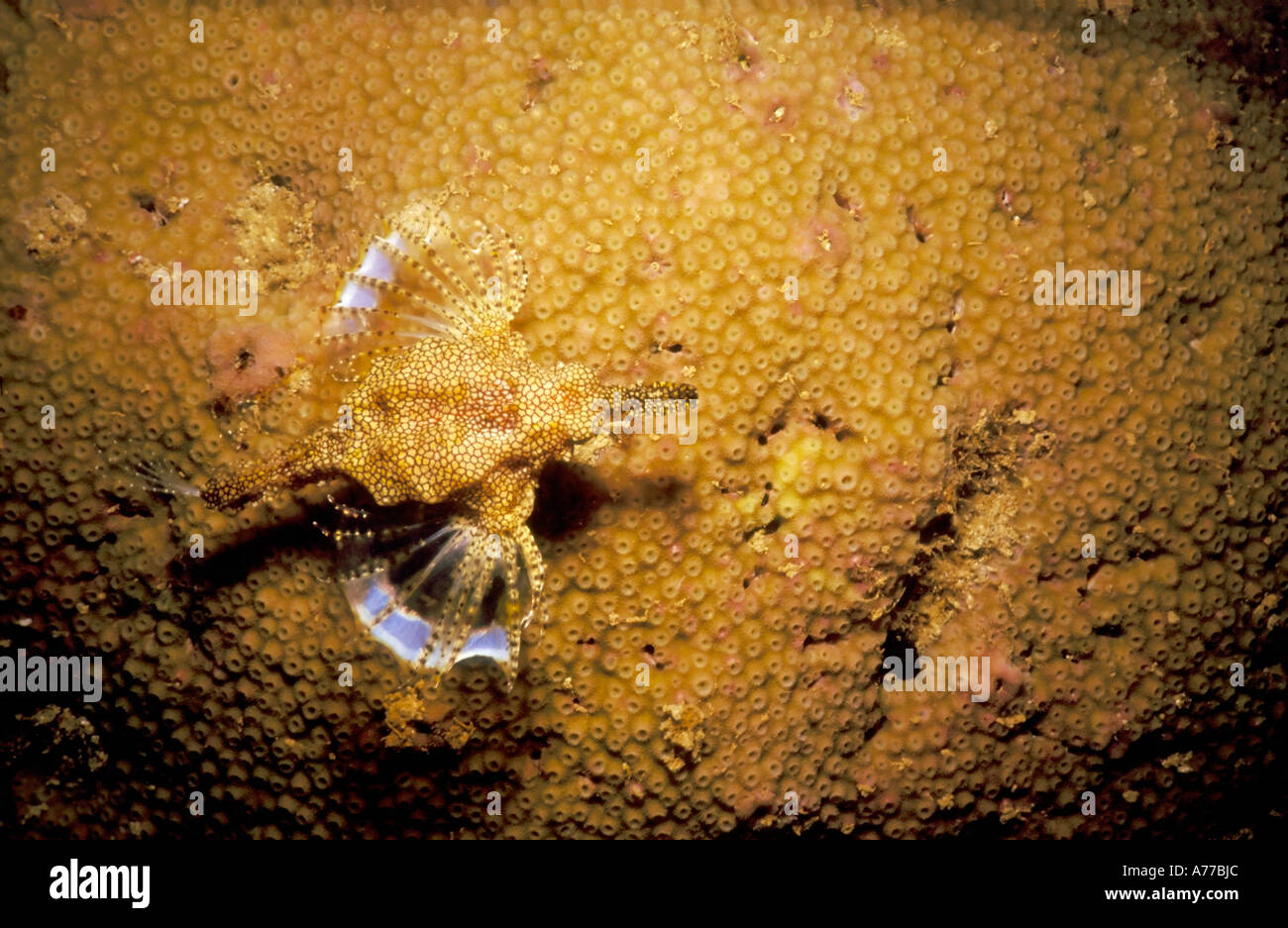Pegasus Sea moth (Pegasidae) camouflaged against a hard coral. Stock Photo