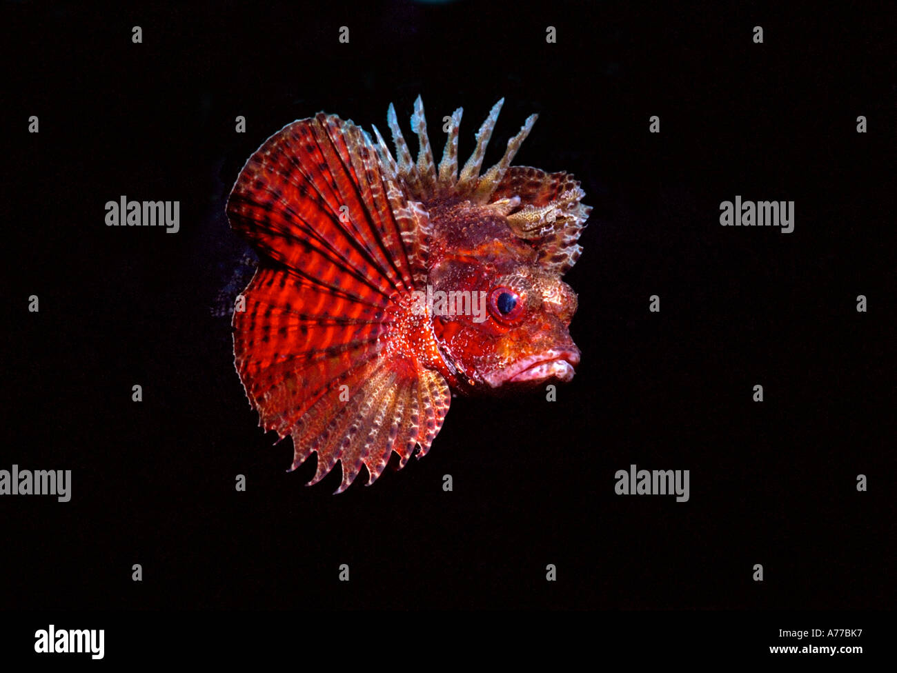 Close up profile of a red Shortfin lionfish (dendrochirus brachypterus) against a black background. Stock Photo