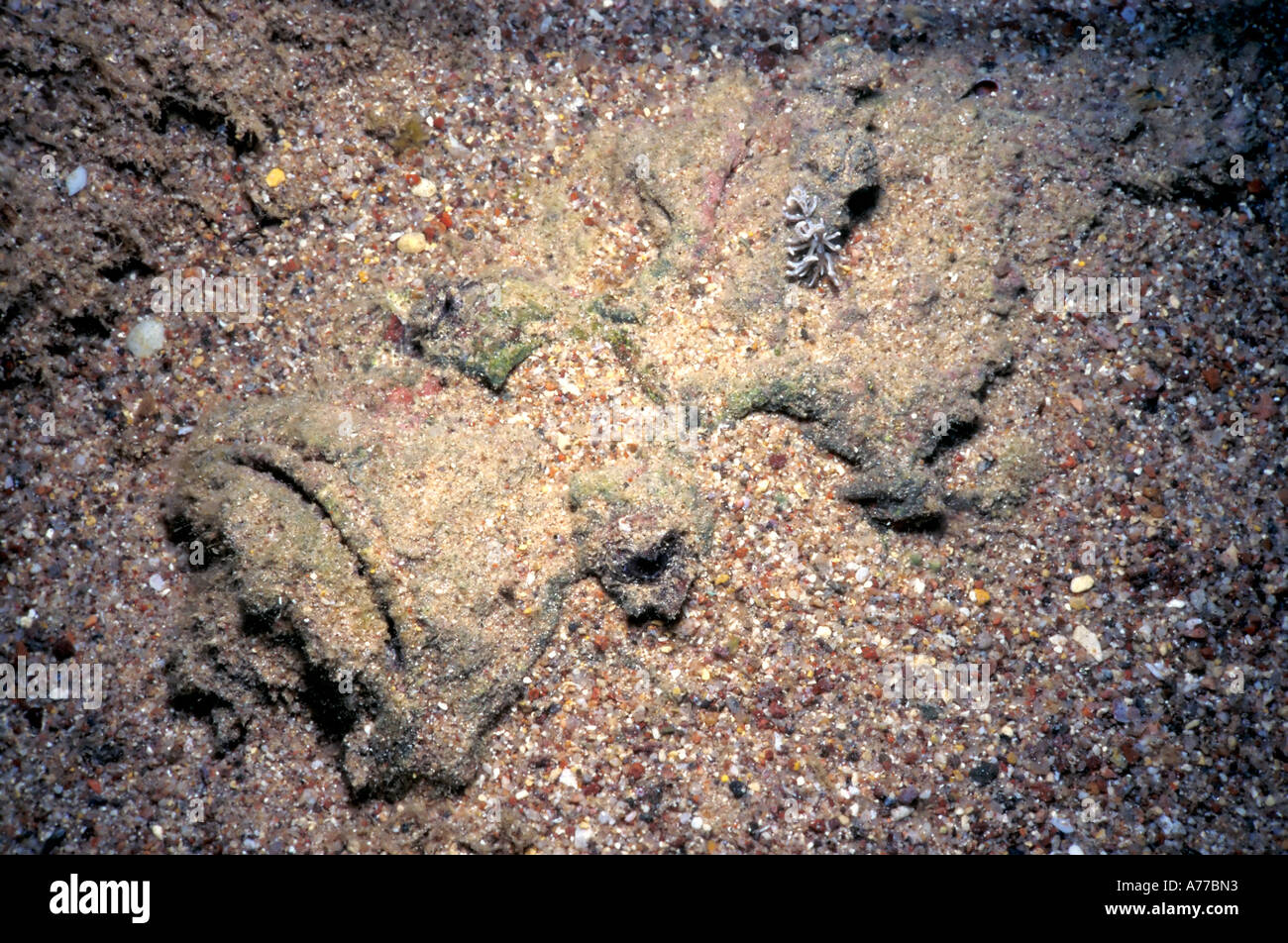 A Stonefish (Synanceia verrucosa) buried in the sea bed and how they are normally seen with just the top of their head visible. Stock Photo