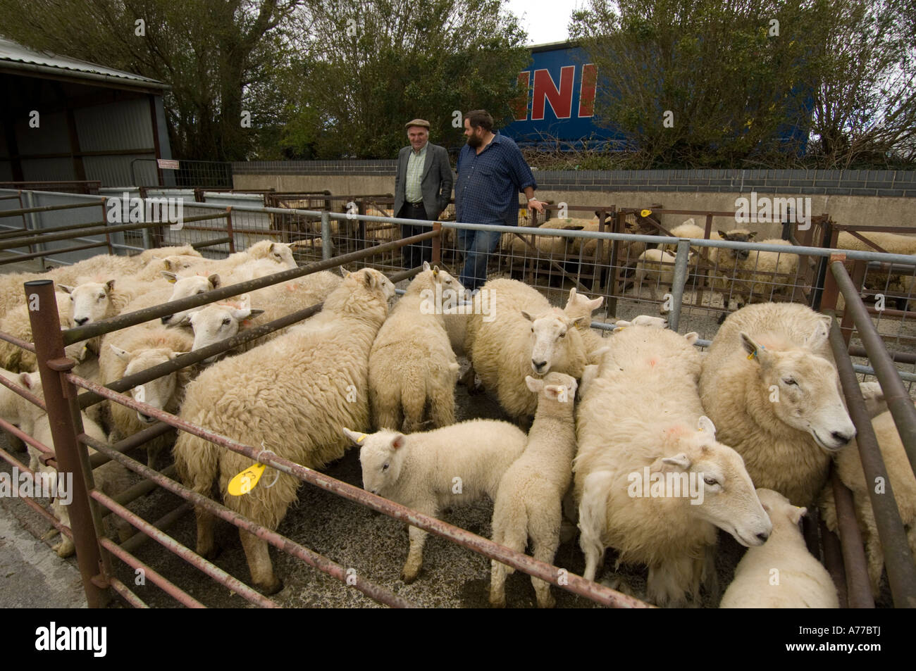 Farmers buying and selling sheep looking at livestock at Crymych sheep