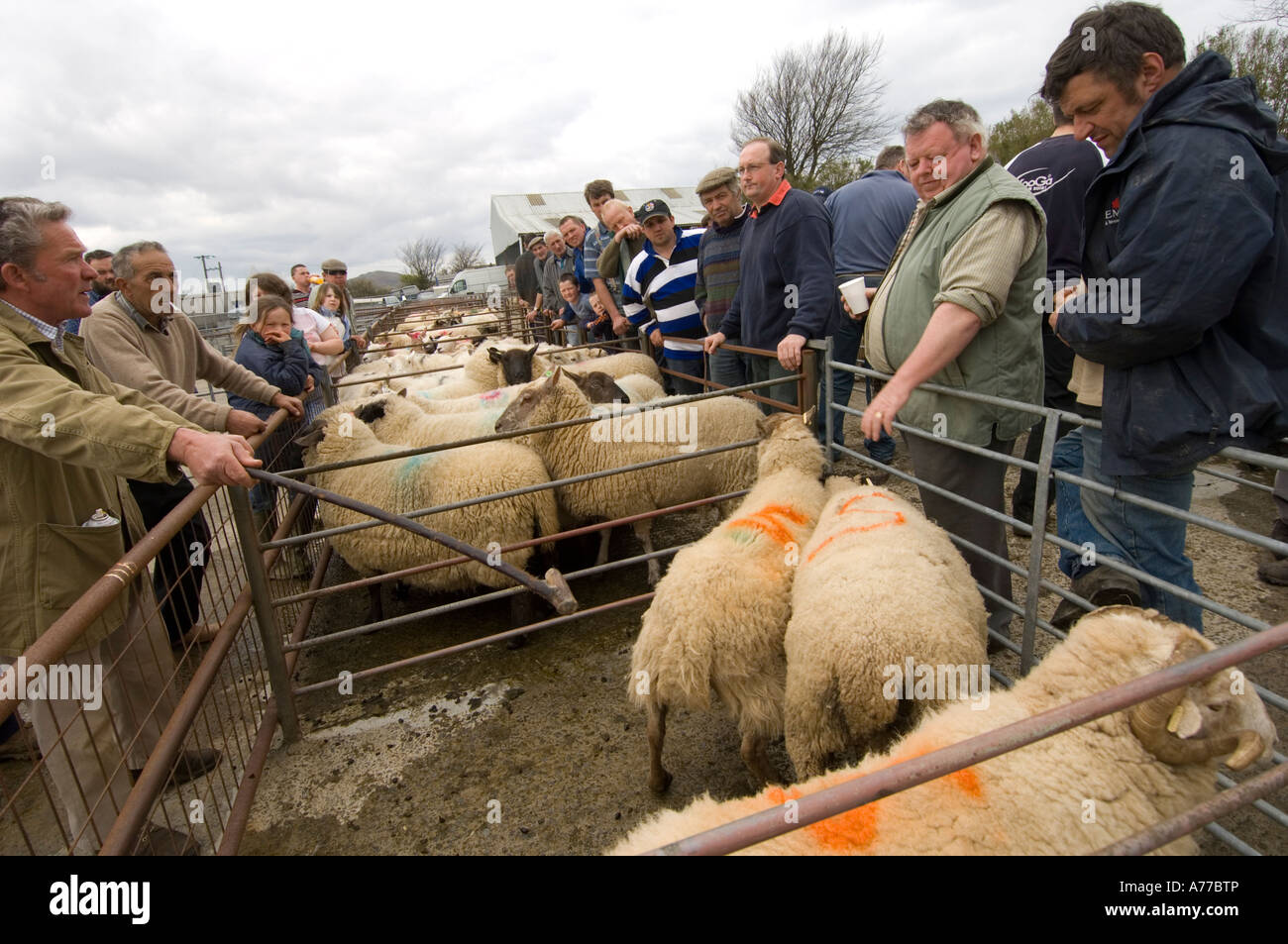 Farmers buying sheep looking at livestock at Crymych sheep market