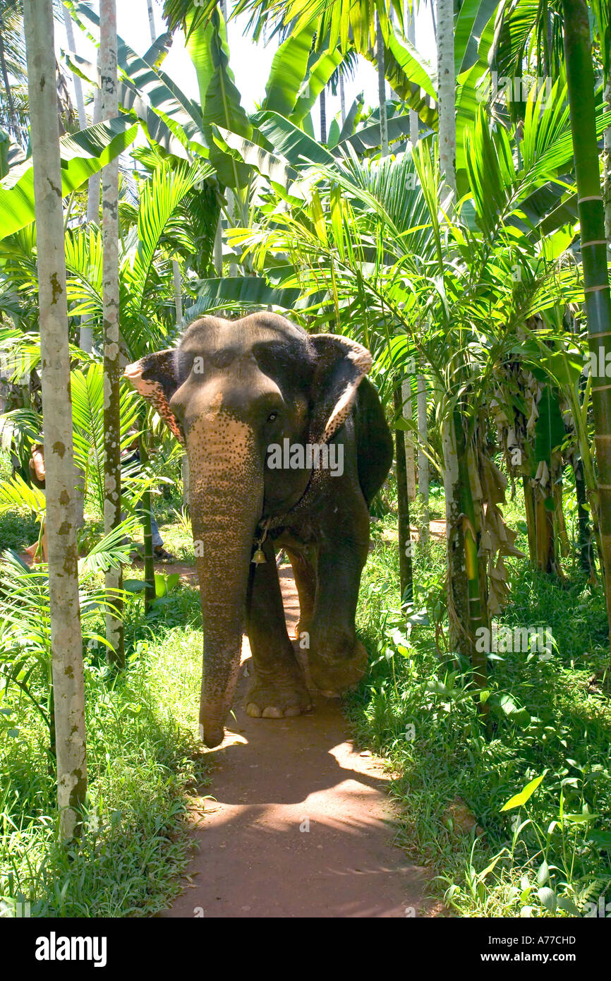 A female Indian elephant (Elephas maximus) walking through tropical jungle. Stock Photo