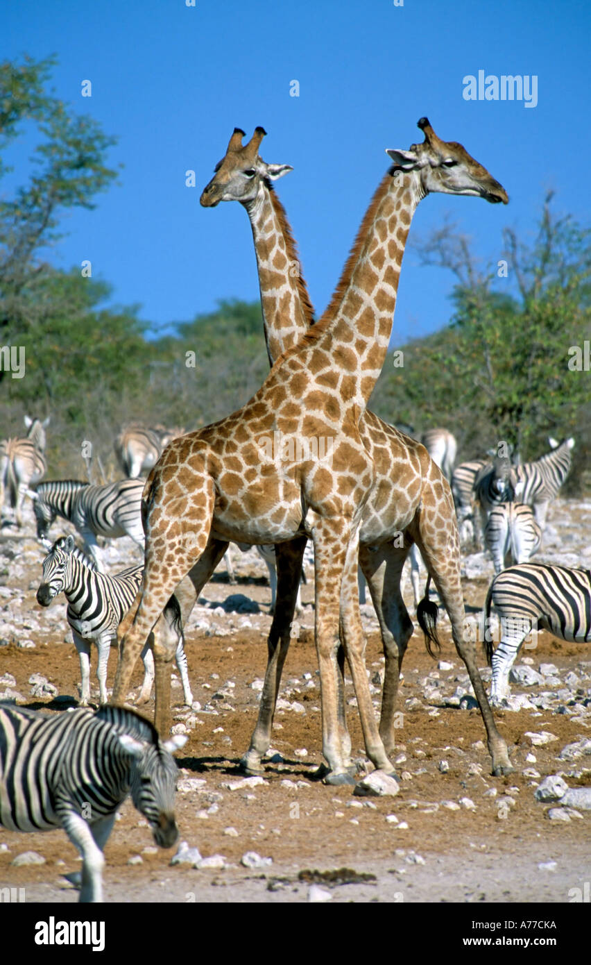 Two male Giraffes (giraffa camelopardalis) just before "necking" near a water hole in the Etosha National Park. Stock Photo