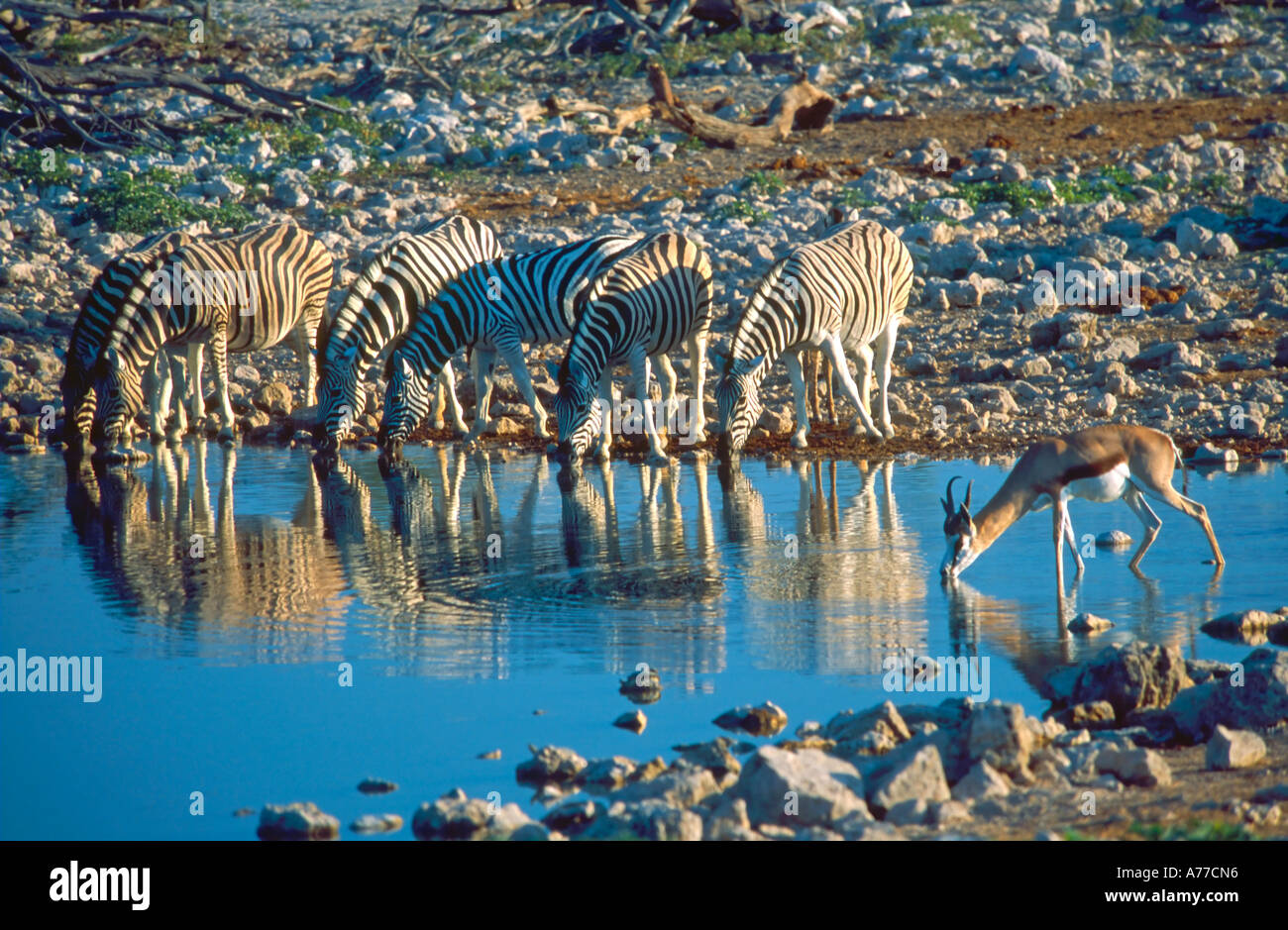Six zebra (Equus quagga) and a springbok (Antidorcas marsupialis) reflected in the water as they drink at a water hole. Stock Photo
