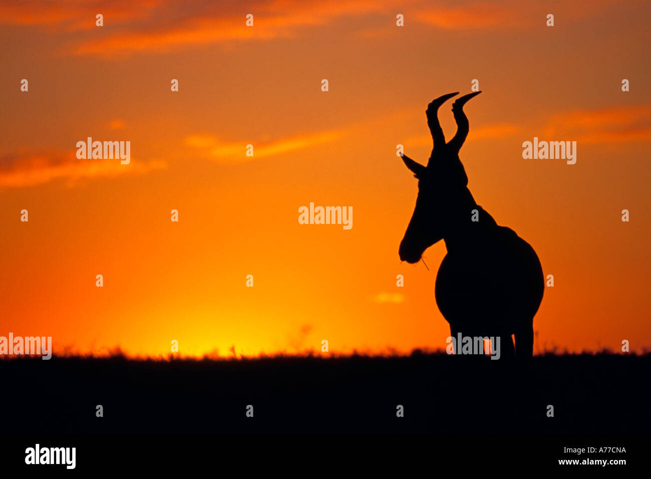 A hartebeest (Alcelaphus buselaphus) silhouette against a stunning orange sunset. Stock Photo