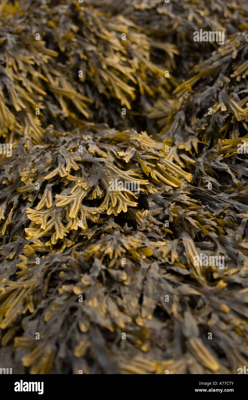 Bladderwrack sea weed fucus vesiculosus on sea shore, West Wales UK Stock Photo