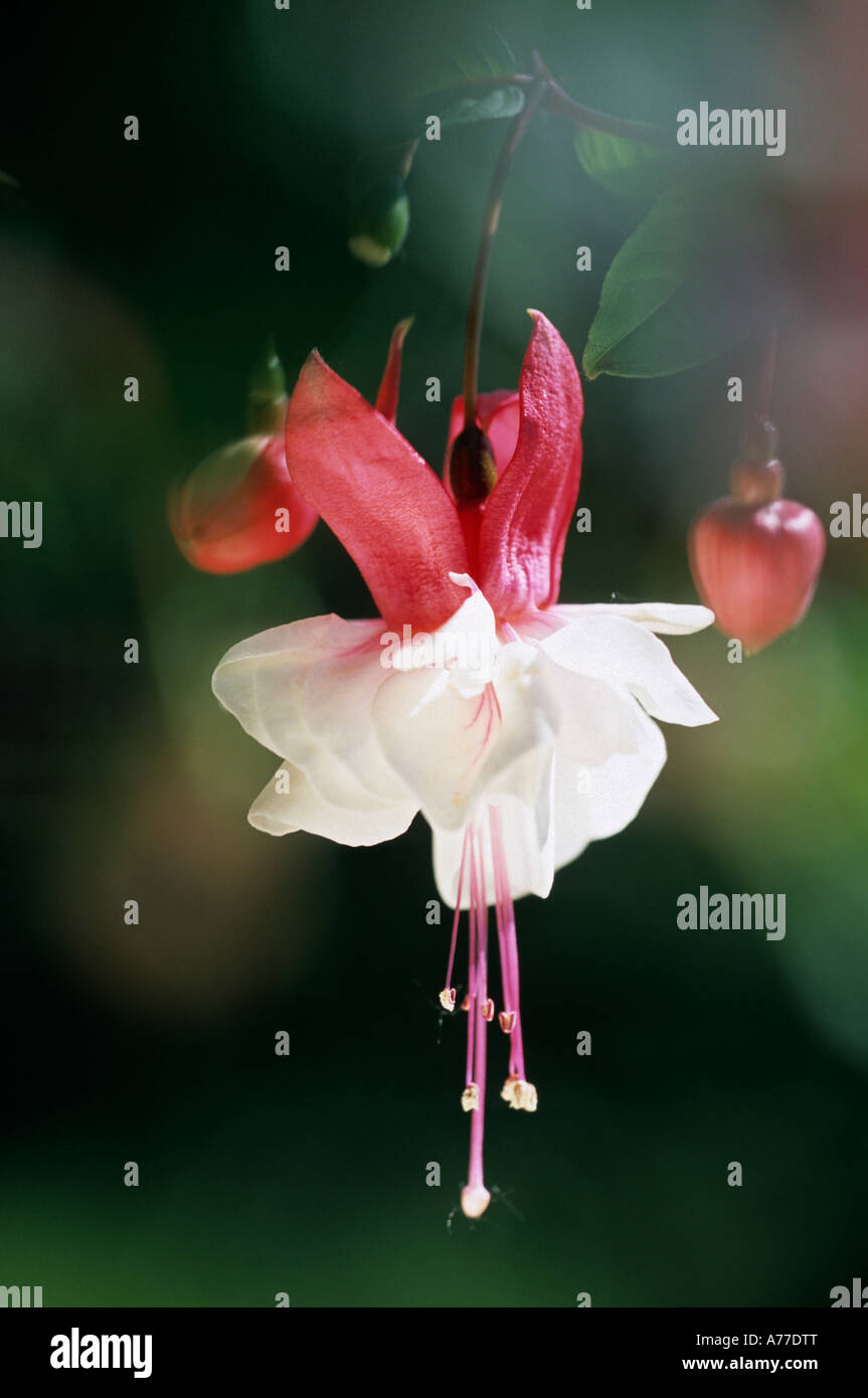 Fuchsia sir matt busby hi-res stock photography and images - Alamy