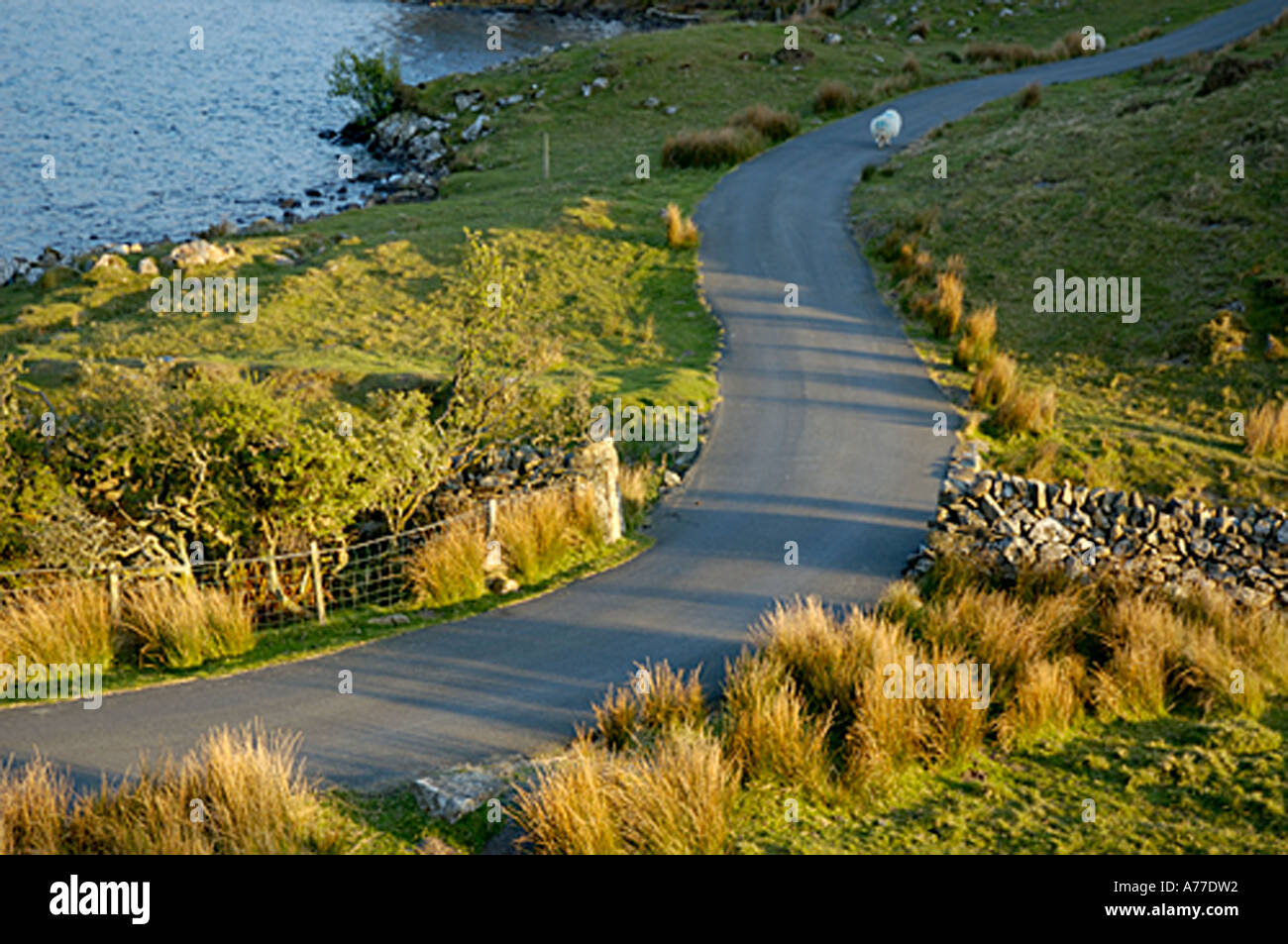 Sheep Grazing Winding Country Road Lake Cregennen near Arthog North West Wales Stock Photo