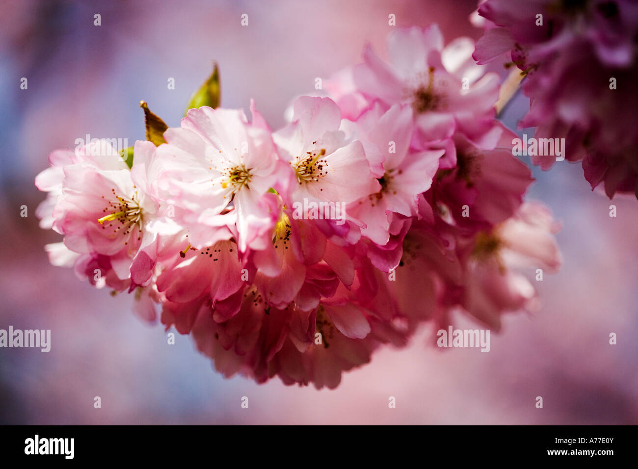 Cherry Blossom Prunus Acolade Stock Photo