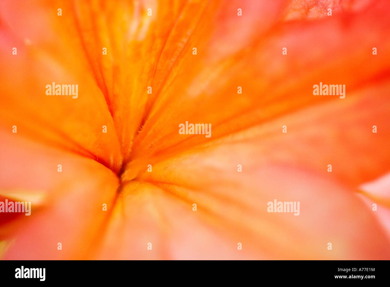 abstract close-up image of the centre of an orange rhododendron flower Stock Photo