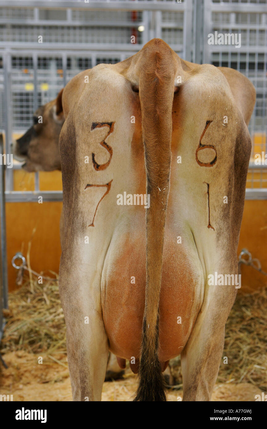 Cows rear end hi-res stock photography and images - Alamy
