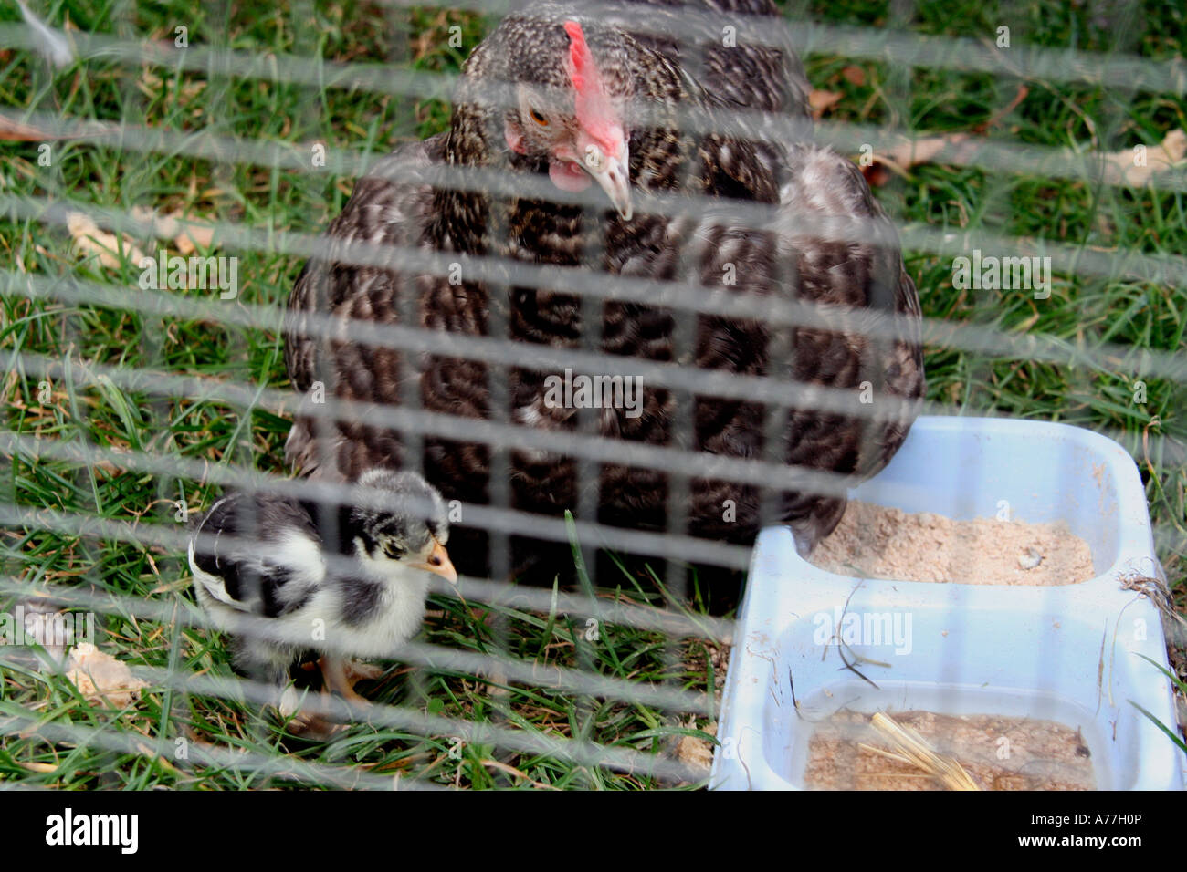 chicken and her chicks in a pen at the malvern autumn flower show worcestersire uk 06 Stock Photo