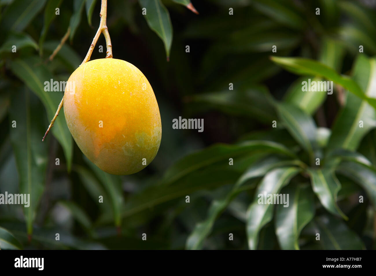 Yellow mango on a tree Stock Photo Alamy