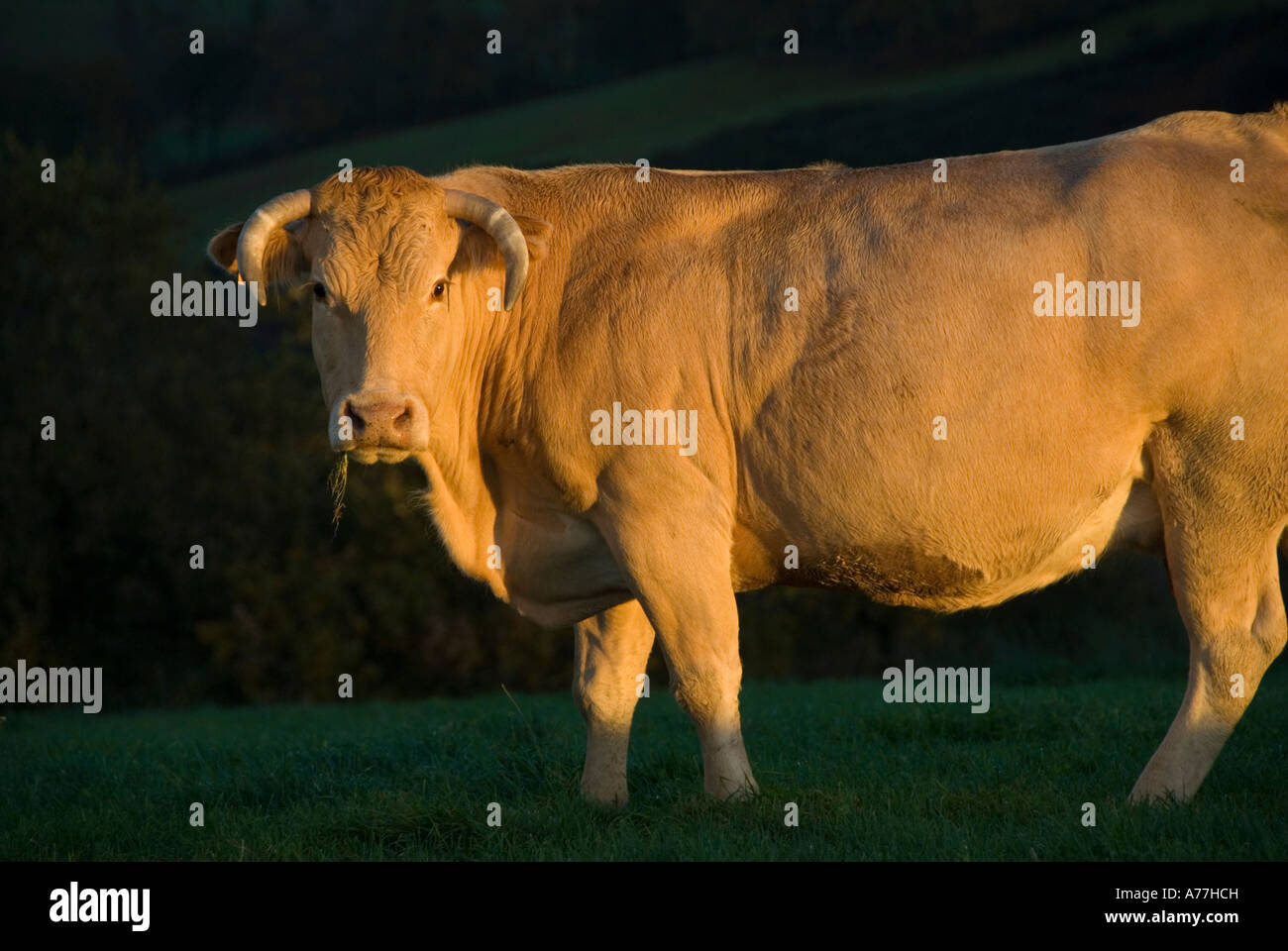 C cow hi-res stock photography and images - Alamy