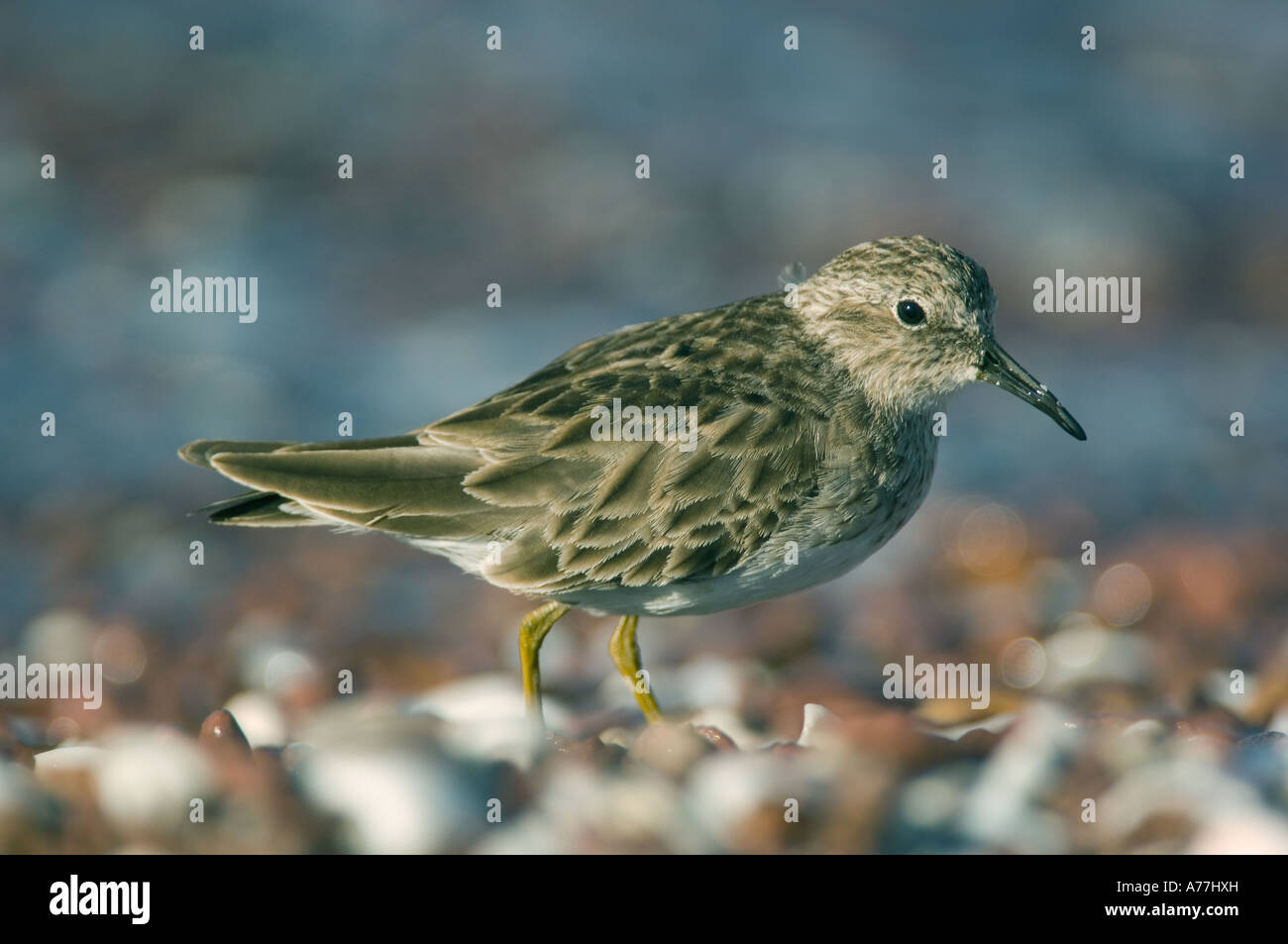 Least Sandpiper (Calidris minutilla) Sea of Cortes, Baja California MEXICO Winter Stock Photo
